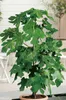 Feigenbaum ´BORNHOLM´S DIAMANT´ 30-40 cm, Cont. 2 l Produktbild-Vorschau 3