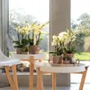 Kolibri Orchids – bílá orchidej Phalaenopsis „Lausanne“, Náhled obrázku produktu 2
