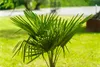 Hanfpalme "M" Palme Trachycarpus fortunei winterhart, Produktbild-Vorschau 8