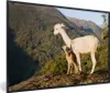 MuchoWow® MuchoWow® Gerahmtes Poster Alpakas - Berge - Produktbild-Vorschau 1