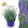 GreenboutiQ - Gartenpflanze - Lavandula angustifolia Produktbild-Vorschau 2