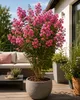 Lagerstroemia indica Rosea Nova, 40–60 cm – Roze Productafbeelding-voorbeeld 1