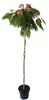 Albizia julibrissin 'Ombrella' – Seidenbaum, Schlafbaum Produktbild-Vorschau 1