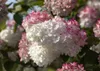 Hydrangea paniculata 'Sundae Fraise', Rispenhortensie, Produktbild-Vorschau 3