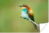 MuchoWow® Poster Vogel - Tiere - Bienenfresser 30x20 cm - Produktbild-Vorschau 1