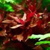 Aquarium Pflanze 3 Stück Alternanthera reineckii Rosanervig Produktbild-Vorschau 2
