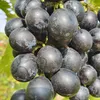 Winorośl Muscat Bleu 2L Podgląd zdjęcia produktu 4