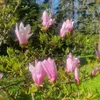 Magnolia George Henry Kern 2L Podgląd zdjęcia produktu 10
