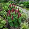 Bloomique - Lot de 6 - Lupinus Gallery Red - Lupin - Voir les images du produit 3