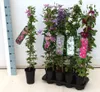 Clematis viticella 'Huldine', Waldrebe, weiß, 60–100 cm Produktbild-Vorschau 1