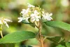 Viburnum plicatum 'Summer Snowflake', Japanischer Produktbild-Vorschau 9