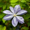 Clematis Mrs Cholmondeley 1L Náhled obrázku produktu 4