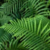 A close-up view of lush green fern fronds. Podgląd zdjęcia produktu