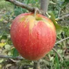 A single apple hanging from a tree branch. Produktbild-Vorschau