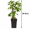 Witte frambozenstruik 'Witte Hollander', 30–35 cm – *Ribes Productafbeelding-voorbeeld 5