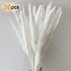 Pampasgras, Natürliche Pampasgras Getrocknet Pampas Gras Produktbild-Vorschau 1