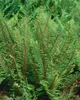 Schildfarn Proliferum, im 9 cm Topf - Polystichum setiferum Produktbild-Vorschau 2