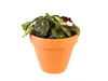 Gardners Begonia rex mix, priemer 6 cm Náhľad obrázku produktu 9