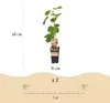 Ficus carica Rouge de Bordeaux - drzewo figowe - Podgląd zdjęcia produktu 3