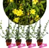 Sada 4 zimných jazmínov - Jasminum nudiflorum - výška 25 cm Náhľad obrázku produktu 1