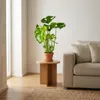Monstera Deliciosa, pianta da interno, altezza 50-70 cm, Anteprima dell’immagine prodotto 2