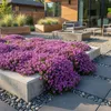 Bloomique - Lot de 6 - Thymus Red Carpet - Thym rouge - Voir les images du produit 1