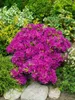 Rhododendron obtusum 'Purpurtraum', Azalee, purpur, 15–20 Produktbild-Vorschau 3