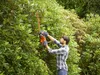 Black + Decker Taille-haies électrique, 450W, 50cm, 18mm - Voir les images du produit 2