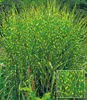 A close-up view of a clump of ornamental grass with green and yellow stripes. Produktbild-Vorschau