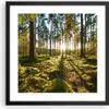 Gerahmtes Poster - Schwarzer Rahmen - Wald Baum Natur - Produktbild-Vorschau 1
