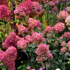 Hortenzie  - Hydrangea paniculata 'Wim's Red'  | 40–50 cm v Náhľad obrázku produktu 1