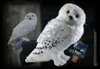 Harry Potter - Hedwig Plush 38 cm Podgląd zdjęcia produktu 3