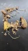 Jade-Blume (Strongylodon macrobotrys)  - 1 gekeimter Samen Produktbild-Vorschau 4