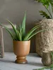 A potted aloe vera plant is shown in a studio setting with a neutral background. Produktbild-Vorschau