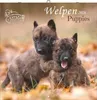 Alpha Edition - Welpen Kalender 2026 - Wandkalender 30x30 Produktbild-Vorschau 1