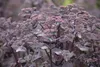 Sedum telephium, Fetthenne, ca. 9x9 cm Topf, sukkulent Produktbild-Vorschau 5