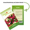Petunien Einfache Mischung Samen - Petunia hybrida - Produktbild-Vorschau 3