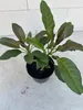 Goldkelch - Solandra maxima - Goldkelchwein - Götterpflanze Produktbild-Vorschau 3