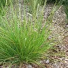 Sesleria autumnalis, graminée ornementale, 60 plants, Ø9cm, Voir les images du produit 1