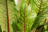 Blut-Ampfer, im 11 cm Topf - Rumex sanguineus Produktbild-Vorschau 7