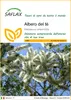 SAFLAX  - Albero del tè - 400 semi - Melaleuca Anteprima dell’immagine prodotto 1