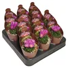 Echinofossulocactus mult. brevispinus - zeldzame bolcactus Productafbeelding-voorbeeld 3