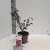Euonymus alatus ‘Compactus’ – krzew skrzydlaty | 30–40 cm w Podgląd zdjęcia produktu 2