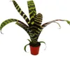 Mini zestaw bromeliad "Nature's Touch" - 4 rosliny o Podgląd zdjęcia produktu 9