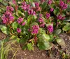 Stauden Gänge 3 x Bergenia cordifolia ‚Eroica' - Bergenie - Produktbild-Vorschau 4