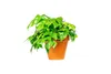 Gardners Monstera minima, průměr 12-13 cm Náhled obrázku produktu 1