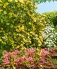 Rosa 'Frühlingsgold', Strauchrose, gelb, 5-7,5 Liter Produktbild-Vorschau 2