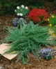 Juniperus horizontalis 'Prince of Wales', Kriech-Wacholder, Produktbild-Vorschau 3