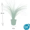 Stipa tenuissima 'Ponytails' 24 plantas 10-25cm Ø9cm Vista previa de la imagen del producto 3