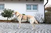 Kerbl Hundegeschirr Panikgeschirr, grau, Halsumfang 38-52 Produktbild-Vorschau 5